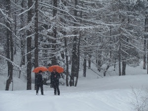 neve, alberi, ombrelli, bianco, due, rami, persone, rosso, inverno, arancione, bosco