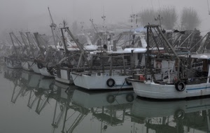 nebbia, porto, barche, acqua, mare, riflessi, alberi, pescherecci, riflesso, ruote, pesca