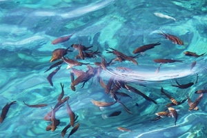 pesci, acqua, azzurro, trasparenza, mare, onde, trasparenze, animali, riflesso