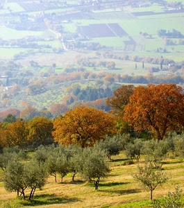 alberi, autunno, ulivi, panorama, collina, campi, campagna, verde