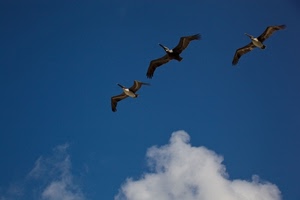 uccelli, cielo, tre, ali, volo, nuvola, nuvole, blu, azzurro