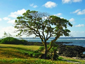 mare, albero, nuvole, cielo, verde, rami, prato, scogli, acqua, erba, piante, azzurro, costa, alberi