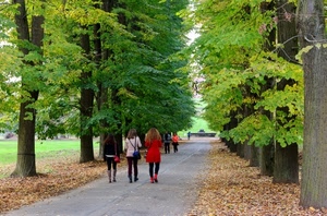 alberi, strada, foglie, viale, donne, tre, verde, passanti, parco