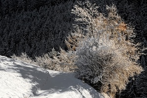 neve, inverno, ombra, montagna, alberi, bianco, pineta, rami