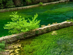 verde, acqua, foglie, albero, prato, muretto, muro, fiume, alghe, vegetazione, pianta