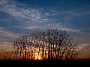 alberi, sole, cielo, tramonto, nuvole, alba, controluce