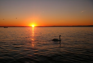 tramonto, cigno, mare, sole, lago, acqua, rosso, alba, riflesso