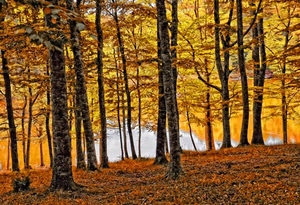 autunno, foglie, alberi, bosco, giallo, tronchi, lago