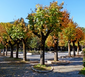 alberi, foglie, autunno, verde, giallo, aiuole, rami, piazza, piante, arancio, tronchi