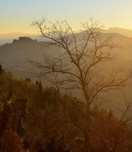 rami, alberi, albero, bosco, paesaggio, montagne, cielo, foschia, verde, tramonto, alba, colline, controluce, spoglio, panorama, montagna, nebbia