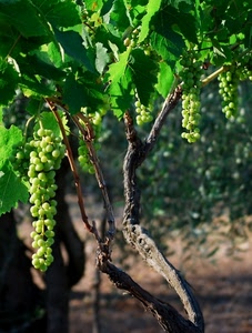 uva, grappoli, verde, foglie, vite, frutta, pianta
