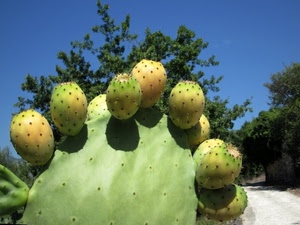verde, fichi, frutti, frutta, cactus, pianta, spine, fico, india, cielo, alberi