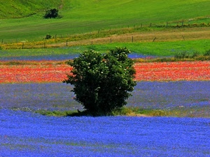 verde, rosso, fiori, albero, viola, blu, colori, pianta, lavanda, campagna, azzurro