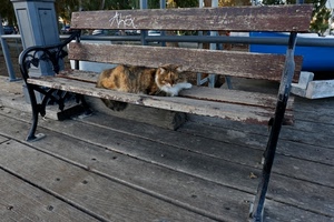 gatto, legno, panchina, animale, assi, ferro, pelo, metallo, micio, sdraiato, tavole, orecchie, scritta