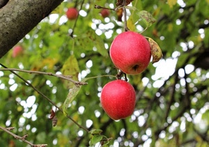 mele, due, frutta, rosso, rami, foglie, ramo