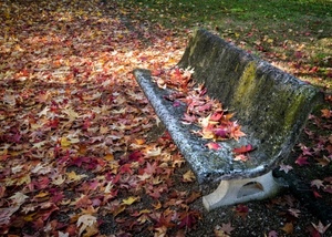 panchina, foglie, autunno, rosso, parco, giallo, colori