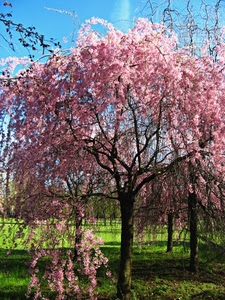 fiori, rami, albero, rosa, prato, verde, cielo, erba, alberi, primavera, tronco, azzurro, fioritura, pianta