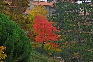 alberi, rosso, verde, piante, autunno, foglie, rami, case