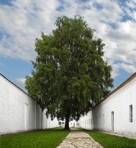 albero, verde, nuvole, prato, cielo, muri, erba, pianta