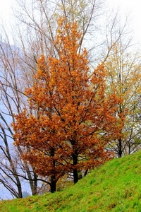 alberi, foglie, autunno, verde, prato, erba, giallo, rosso, bosco