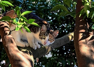 foglie, gatto, occhi, albero, orecchie, rami, animale, verde, zampe, ramo, felino, muso, alberi, pelo, bianco, vibrisse, naso