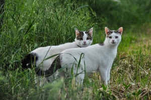 gatti, erba, due, prato, animali, verde, bianchi, natura, mici, bianco