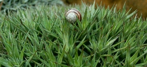 lumaca, verde, chiocciola, piante, erba, foglie, guscio, spirale