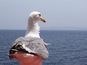 mare, gabbiano, becco, uccello, acqua, piume, cielo, animale, bianco