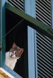 gatto, finestra, persiana, occhi, verde, orecchie, persiane