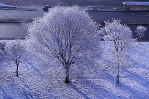 alberi, neve, inverno, strada, ombre, brina, rami, bianco, ombra, auto