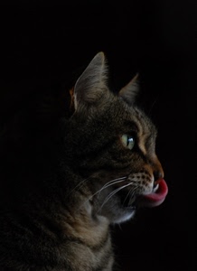 gatto, lingua, baffi, occhio, animale, orecchie, muso, felino, occhi, vibrisse, nero