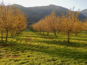 alberi, erba, prato, verde, autunno, montagna, montagne, giallo, ombre, foglie