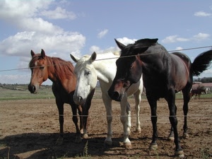 cavalli, tre, cielo, bianco, recinto, marrone, nuvole, nero, animali, terreno