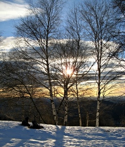 neve, alberi, sole, nuvole, inverno, cielo, controluce, rami