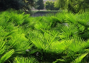 verde, foglie, piante, alberi, palme, acqua, natura, lago, giardino