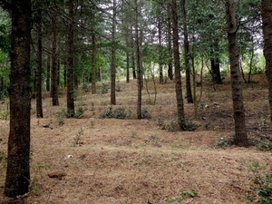 alberi, bosco, tronchi, rami, verde, marrone, terreno