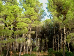 alberi, verde, bosco, rami, tronchi, foglie, pineta, foresta, piante
