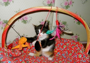 gatto, cesto, piume, giochi, manico, micio, gattino, coperta, rosso, cestino, fiori