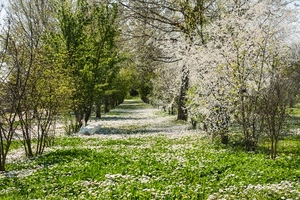alberi, fiori, verde, primavera, bianco, erba, rami, foglie, prato, piante, viale, natura, prospettiva