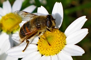 ape, fiore, giallo, macro, ali, margherita, petali, bianco, insetto