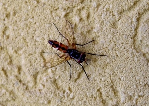 ali, zampe, insetto, sabbia, macro, muro, animale, mosca