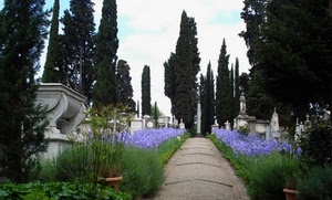 cimitero, alberi, tombe, fiori, cipressi, viale, lapidi, vasi, verde, viola, statue, cielo, piante