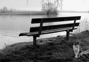 panchina, gatto, bianconero, fiume, acqua, lago, alberi, animale