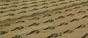 sabbia, solchi, terra, buche, orme, pattern