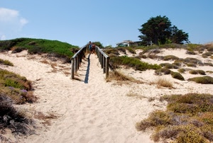 sabbia, alberi, sentiero, staccionata, cespugli, dune, erba, verde