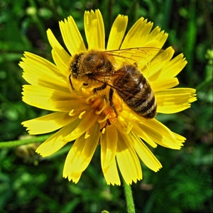 petali, fiore, insetto, giallo, ape, macro, ali