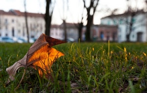 erba, foglia, autunno, alberi, prato, case, verde, sfocato, secca, trasparenza