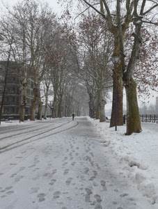 neve, alberi, orme, bianco, rami, viale, ombrello, via, palazzo, passante, inverno, strada, case, impronte, persona