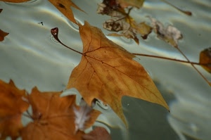 autunno, acqua, foglie, marrone, foglia, cadute, giallo, secche, venature