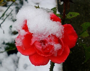 rosa, neve, rosso, fiore, inverno, gelo, bianco, spine, rossa, foglie, verde, ghiaccio